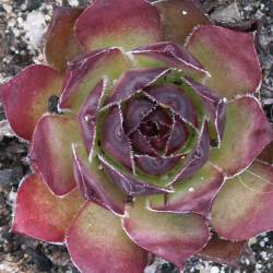 Sempervivum - Dachwurz - Hauswurz